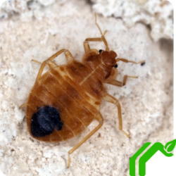 A bed bug with a brown and black exoskeleton crawling on a textured surface