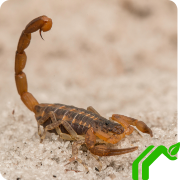 a large scorpion with it's tail raised in a stinging position while walking on the sand