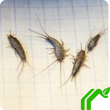 A group of silverfish insects crawl together across a surface