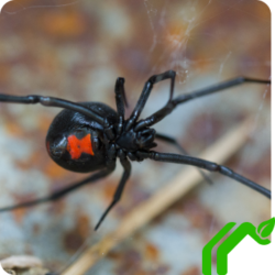 A large black widow with a red hourglass on the bottom of the spider as the spider crawls across a web outside