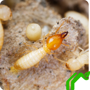 A cream and amber colored termite sits with other termites on a mound of dirt