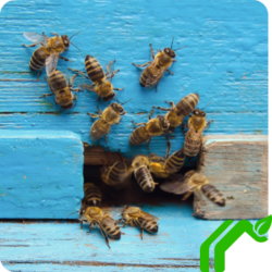 A group of bees surround the outside of a gap in between two pieces of wood on a home