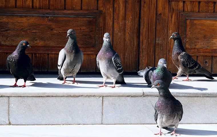 pigeons on a step
