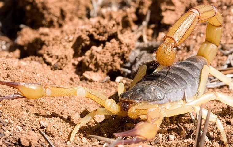 large scorpion on the ground