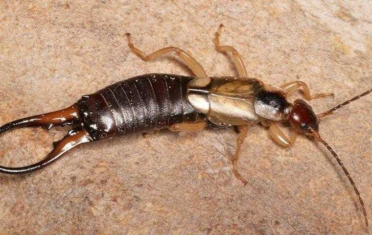 earwig on the ground