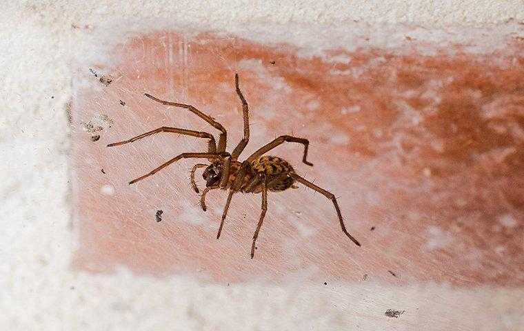 spider on a brick
