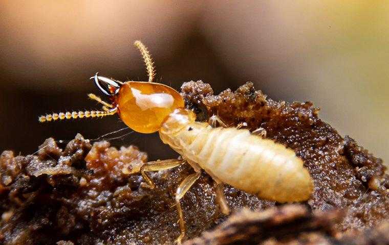 little termite on rotten wood