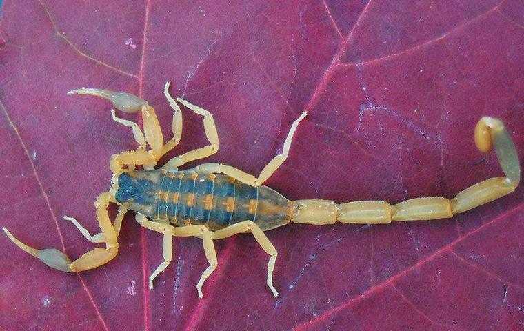 a bark scorpion on a leaf in a yard