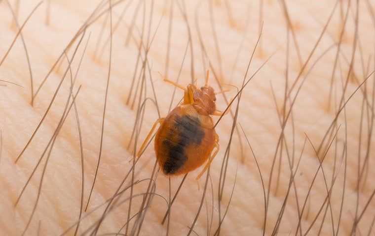 bed bug on skin