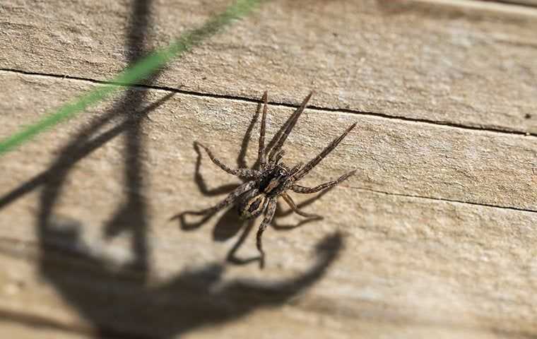 up close image of a wolf spider crawling on the floor