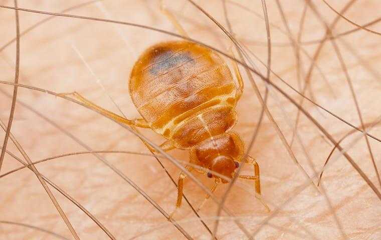 up close image of a bed bug biting skin