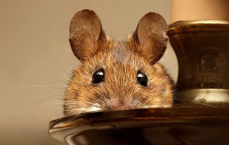 little mouse hiding near a candle stick