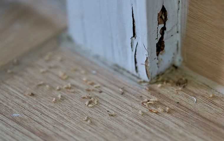 termites in a home