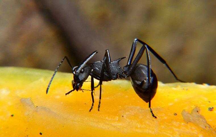 an ant on fruit