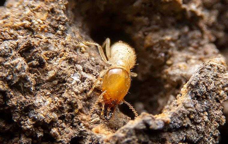 a termite crawling in a wooden tunnel