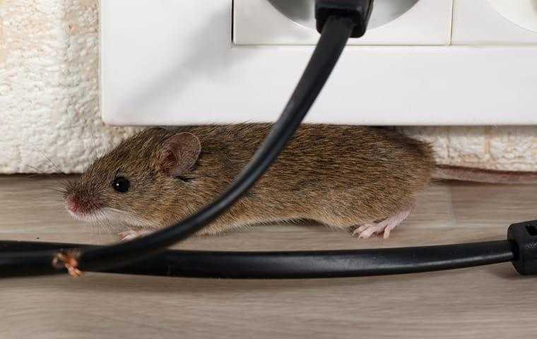 a house mouse chewing wires