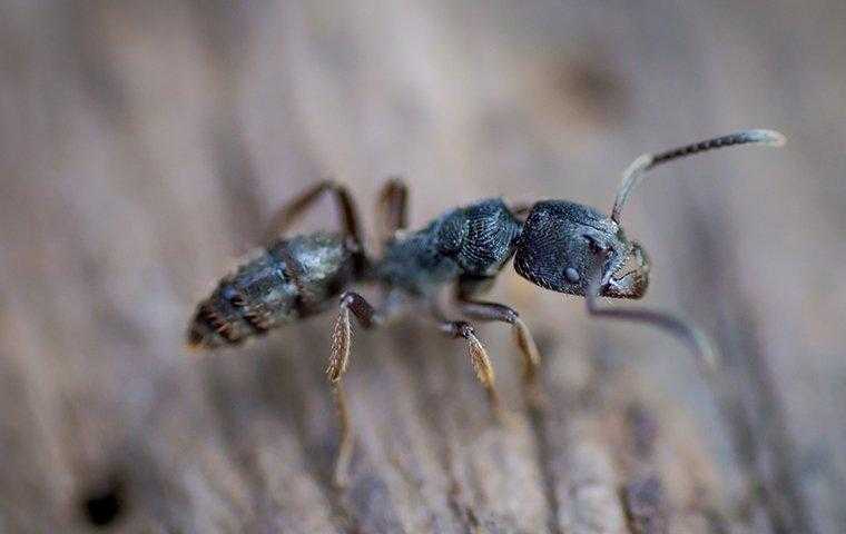 carpenter ant crawling on a wood fence