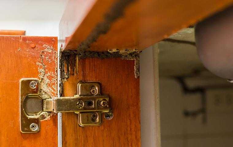 termite damage to a cabinet door