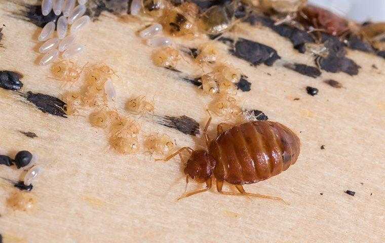 a bed bug on a bed