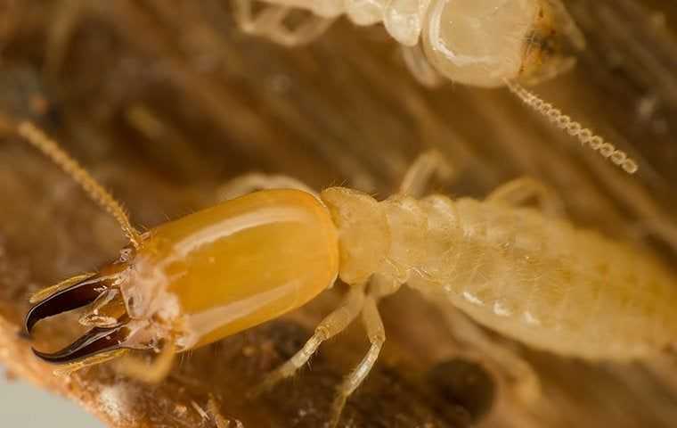 a subterranean termite crawling on wood
