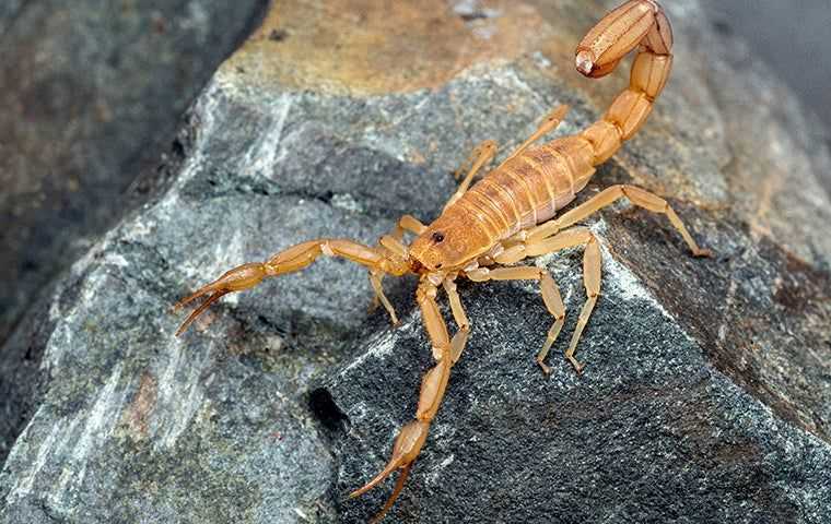 a scorpion crawling outside a home