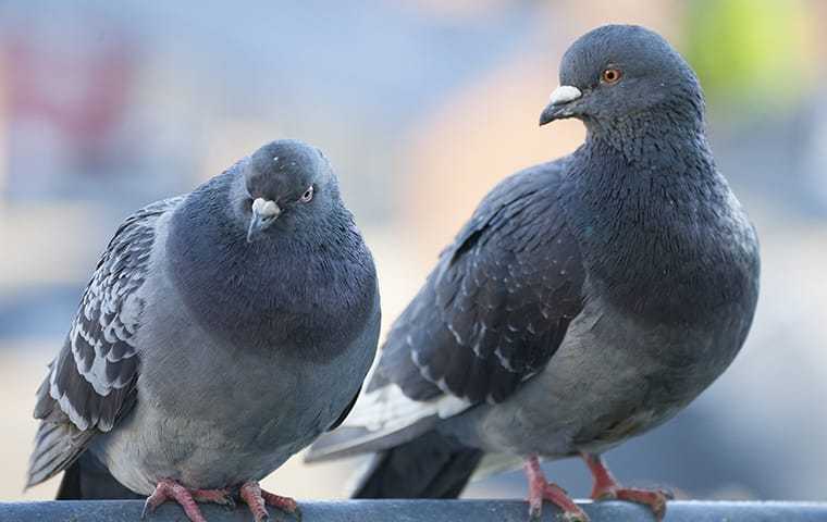 two pigeons on a perch