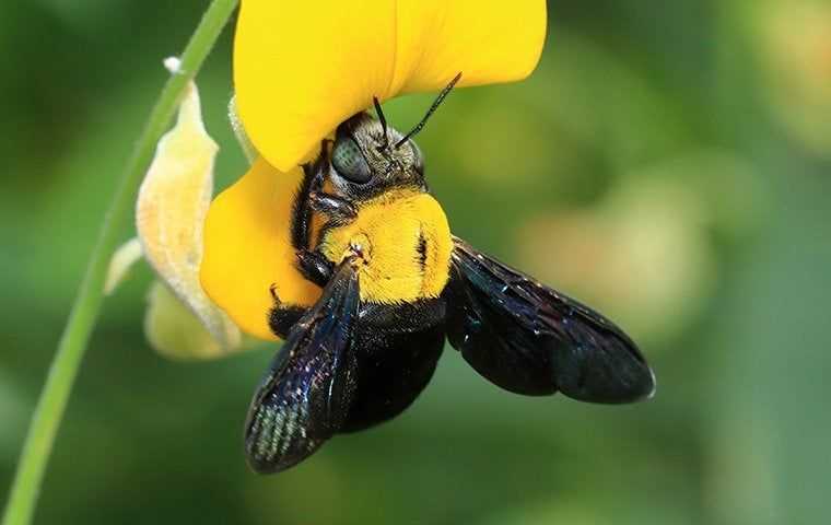 carpenter bee on yellow flower