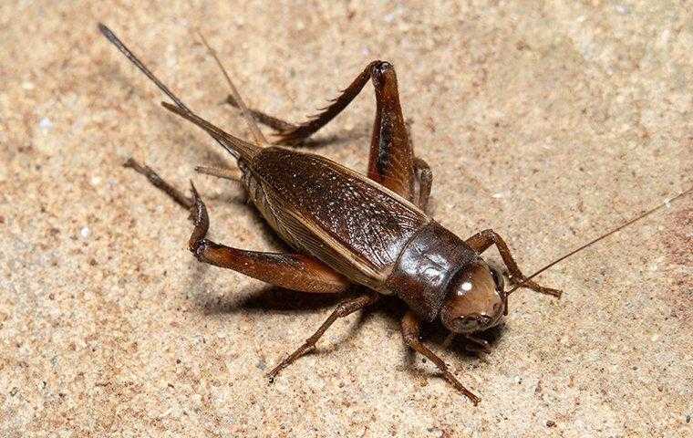 house cricket crawling on kitchen tile