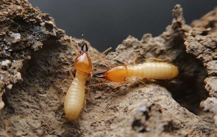 termites chewing wood making a nest