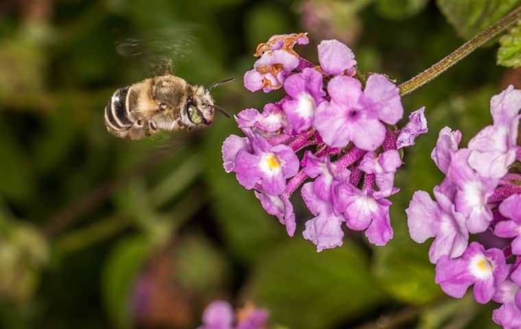 bee flying toward purple flowers
