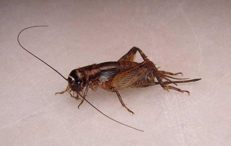 cricket on kitchen counter