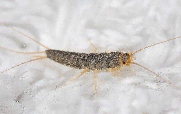 silverfish on a bed