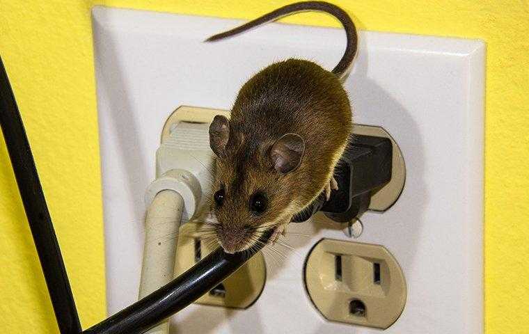 mouse on a wall outlet