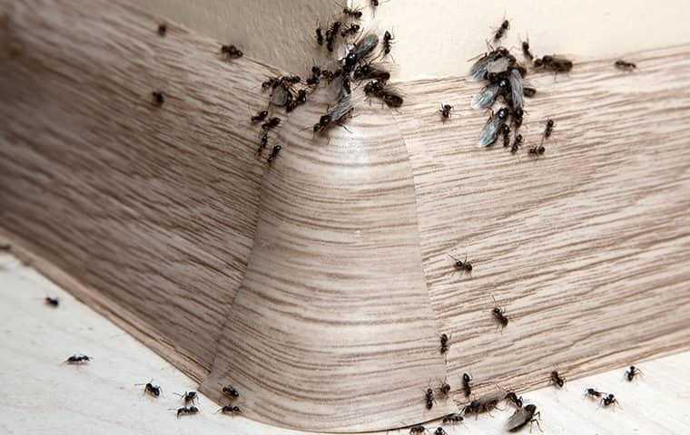ants crawling inside a home