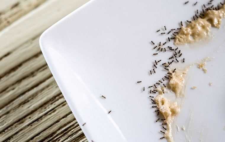 ants eating off plate