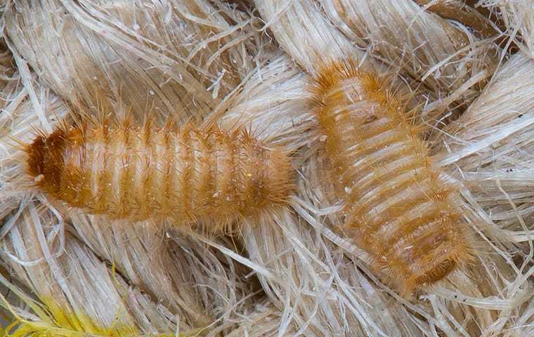carpet beetle larvae on a braided rug