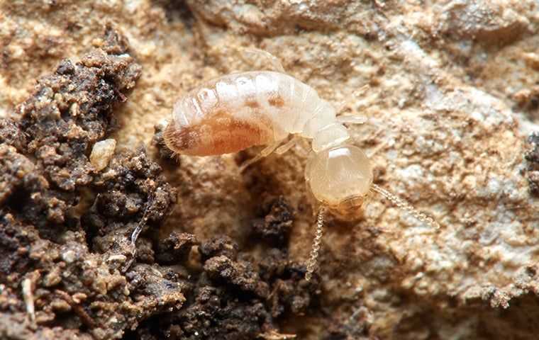 close up of termite in dirt