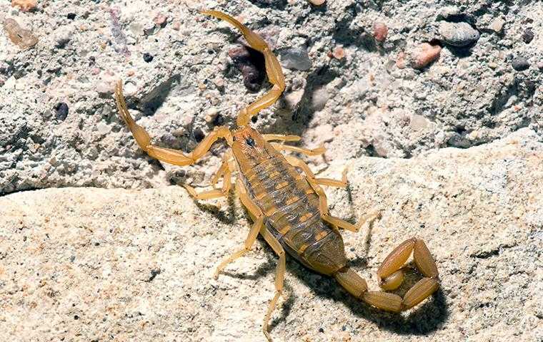 scorpion on rocks
