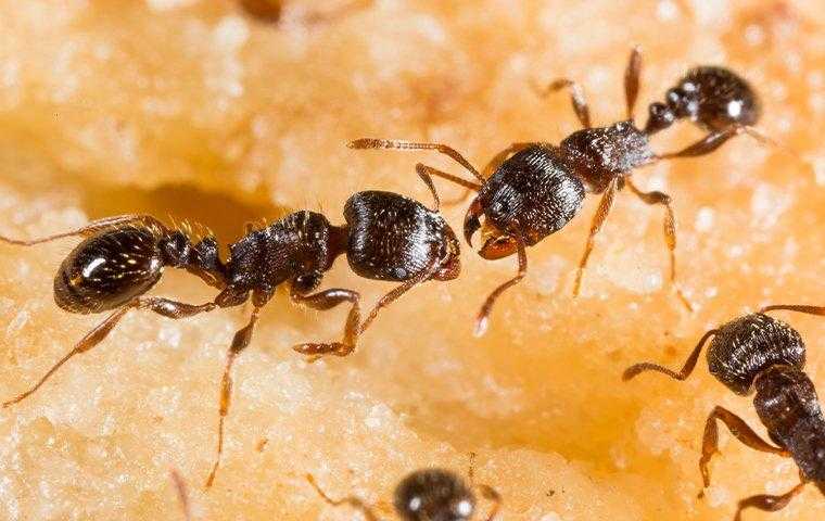 ants crawling on fruit
