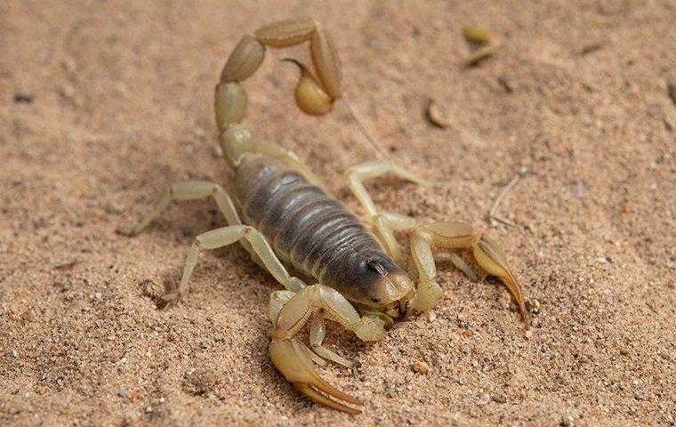  a hairy scorpion in the sand