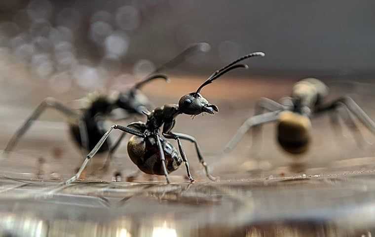carpenter ants crawling in a home