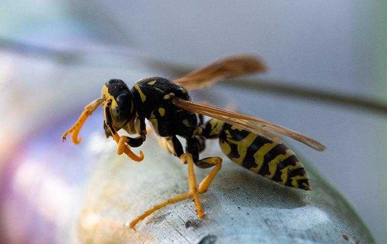 yellow jacket wasp crawling on exterior of a home