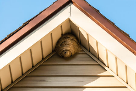 5 Eco-Friendly Pest Control Methods