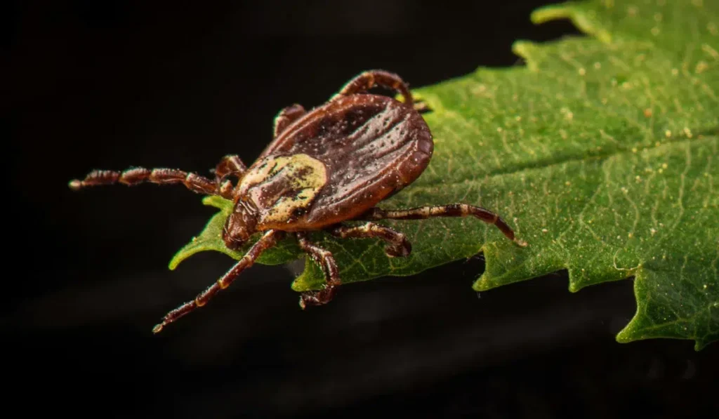 American Dog Tick