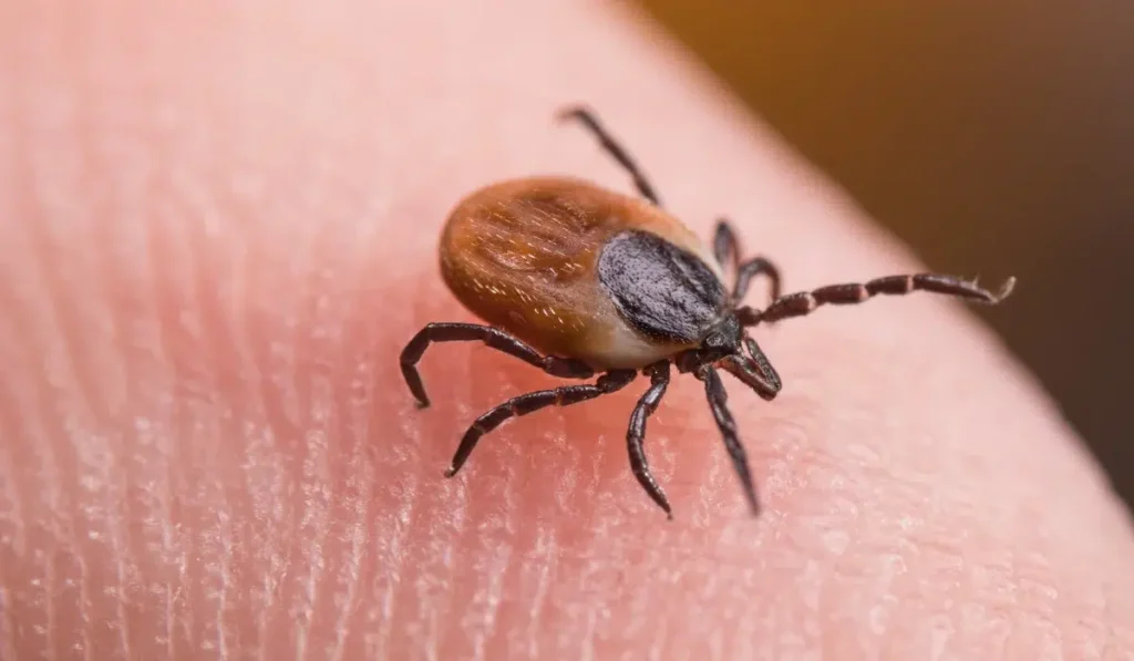 Black-Legged Tick (Deer Tick)