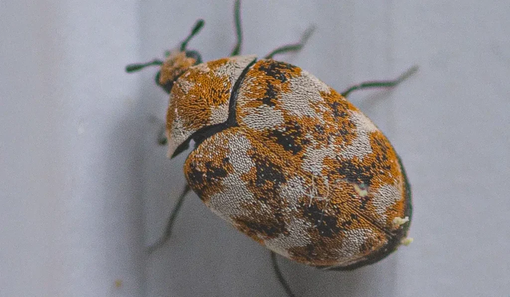 Carpet Beetle