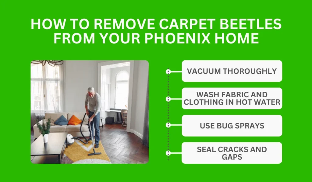 How To Remove Carpet Beetles From Your Phoenix Home