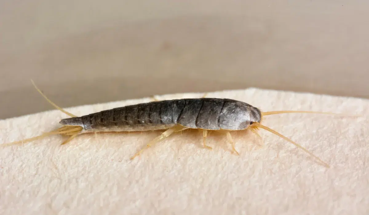 Insect Lepisma Saccharina, Thermobia Domestica. Silverfish.