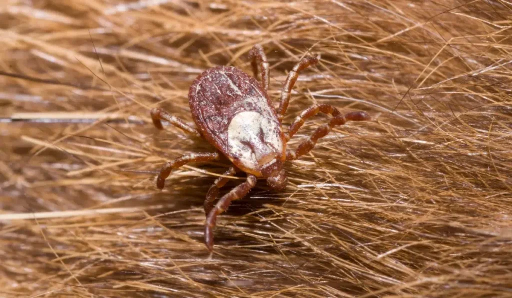 Rocky Mountain Wood Tick