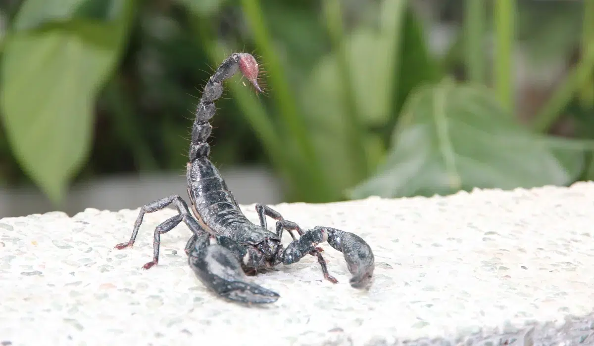 Scorpion